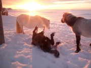 «Покатушки» на спинах устроили кузоменские лошади