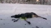 Задавила лося машина в Кировском районе