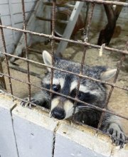 Полиция занялась делом отравленного енота из Мурманска
