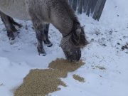 В смерти жеребца из Кузомени разбирались журналисты