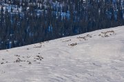 Солнечные ванны принимают олени в Лапландском заповеднике
