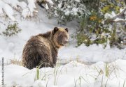 Уже можно охотиться на медведей в Мурманской области