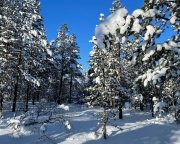 До -24° похолодает ночью в Мурманской области