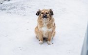 Сжег 3 собак, 32 кроликов и 4 коз житель Кандалакши