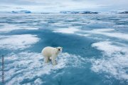 Белый медведь бросился наперерез ледоколу в Арктике