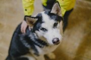 Контейнерами для сбора экскрементов не оборудованы места для выгула собак в Кандалакшском районе