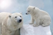 Белую медведицу с медвежатами заметил экипаж ледокола в Карском море