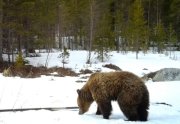 Показался после спячки медведь на острове Оленьем