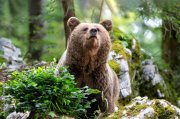 Медведь-призрак появился в Мурманске
