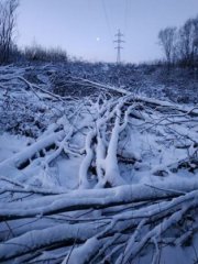 Срубленными деревьями засорили реку: 200 тысяч заплатил заказчик работ в Мурманске