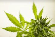 40 кустов конопли вырастил житель Мурманска 