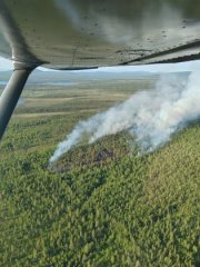 Обгорело 16 га земель лесного фонда за неделю в Мурманской области