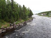 Горбуша зашла в реки региона: усилен контроль за рыбаками