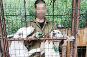 Помогают приюту для животных осужденные в Оленегорске