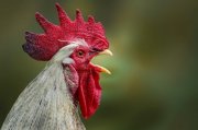 Музыкальный петух развлекал пассажиров маршрутки Мурманск-Североморск