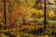 Потеплеет до +20°: лето не хочет покидать Мурманскую область