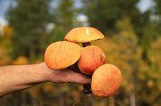 Грибной сезон заканчивается в Мурманской области
