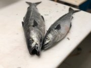 Вредное вещество могло быть в рыбных консервах в Мурманске