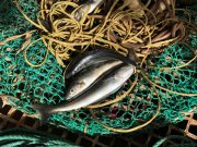 Часть улова заполярные рыбаки смогут продавать на рынках