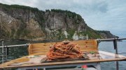 Зачервивели камчатские крабы в Баренцевом море