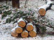 Лесных браконьеров начнут усиленно ловить с 1 декабря в регионе