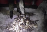 Полмиллиона заплатит мурманский браконьер за краба
