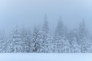 Росгидромет: снег, метель, ветер до 24 м/с в Мурманской области