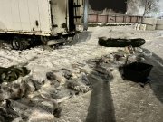 80 хвостов семги на 2 млн рублей наловил браконьер в Кандалакше