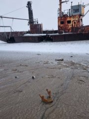 Продолжают находить человеческие кости на пляже в Териберке