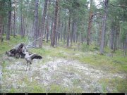 Семья серых журавлей попала в фотоловушку в «Пасвике»