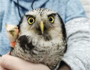 Если вы нашли раненную птицу – что делать?