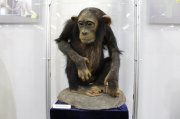 Чучела обезьян привезли в Мурманск
