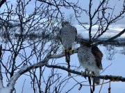 Теряет перья когтистая охрана мусорного полигона в Междуречье