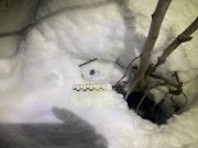 Полицейские нашли «закладку» с наркотиками молодого парня в Апатитах