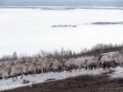 Оленей в Ловозерских горах пугают туристы и собаки