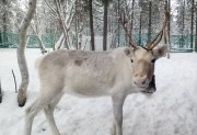 2640 оленей вакцинировали против сибирской язвы в Каневке