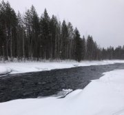 50 тысяч молоди семги выпустили под лед в реку Умбу