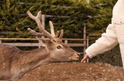 Убили лосенка и беременную лосиху браконьеры в Кольском районе