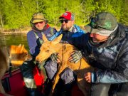 Спасли тонущего лосенка рыбаки в Мурманской области