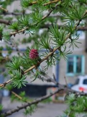 Лиственница и черемуха зацвели в Мурманске