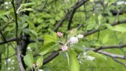 Вишня и яблоня расцвели в Мурманске