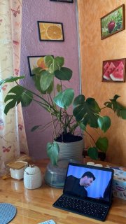 «Зеленая гостиница» для растений отпускников появилась в Мурманске