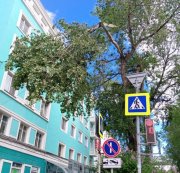 Падают деревья от сильного ветра в Мурманске