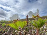 Экологический стандарт киносъемок впервые в России внедрят в Мурманской области