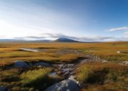 Тяжелые металлы нашли на оленьих пастбищах в Мурманской области