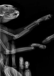 Стали чаще выпадать из окон квартир кошки в Мурманской области