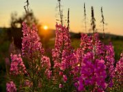 Жаркая солнечная погода продержится неделю в Мурманской области