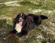 Осиротел бернский зенненхунд: новых хозяев псу ищут в Мурманской области