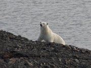 Белых медведей стали чаще видеть на Мысе Баранова в Арктике 