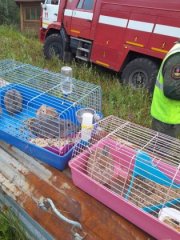 Спасли 12 кроликов при пожаре на горнолыжной базе в Мурманске